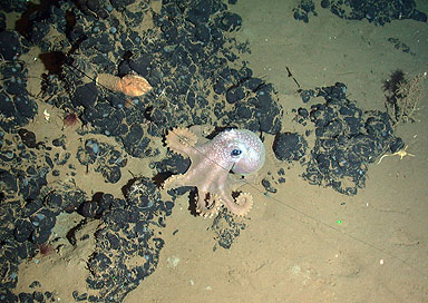 Grandledone sp. octopus