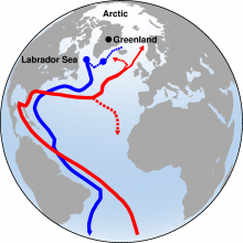 A schematic of the meridional overturning circulation where red lines show the northward flowing warm waters, and the blue lines, the deep water formed through open ocean convection