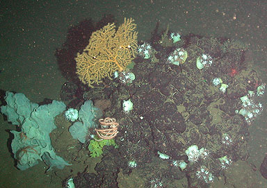 Seafan and other deepsea life on an asphalt mound