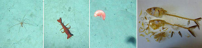 From left: Sea spider (Pycnogonid), penaeid shrimp, amphipod, the mackerel leftovers from the amphipod trap