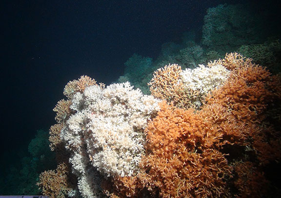 Rich cold-water coral reef in the Whittard Canyon area by the Isis ROV
