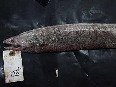 A deep-sea eel called Histiobranchus bathybius