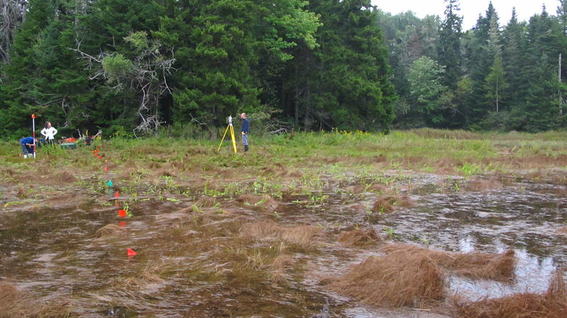 Surveying a salt marsh in Maine USA at high tide (courtesy: Tasha Barlow, Durham University)