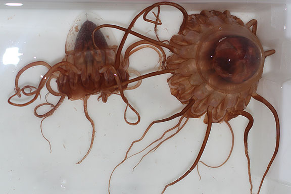Common North Atlantic jellyfish, Periphylla periphylla