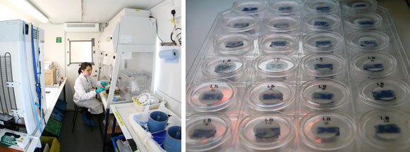 Left: Laura at work in the radioisotope container<br />Right: Filters laid out on a tray ready to be exposed to acid fumes