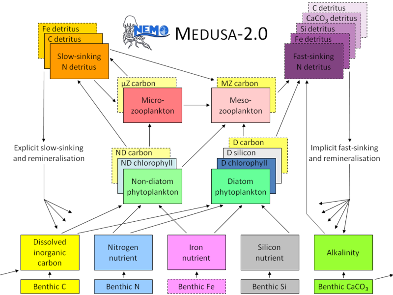 Schematic diagram of the components and interactions in the MEDUSA-2.0 model