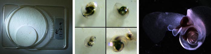 Left: The odd-looking filter paper<br />Centre: Some of the specks, as they appeared under Jeremy Young’s microscope<br />Right: A highly-magnified image of a pteropod, of a similar species to the ones we encountered today (photo by Russ Hopcroft, from Wikipedia)