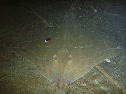 Tagged small-eyed ray