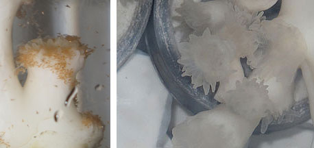 Left: Brine shrimp being trapped and eaten by a coral polyp<br />Right: Fleshy tentacles of Lophelia pertusa polyps