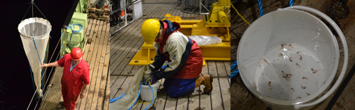 Left: The zooplankton mesh is lowered into the deep<br />Centre: Corinne Pebody checks the zooplankton<br />Right: The zooplankton sample
