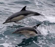 Common dolphin are frequent visitors around the ship (photo: Leighton Rolley)
