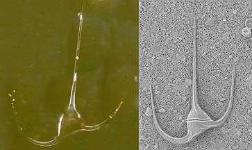 Light microscope photo of a dinoflagellate (Ceratium) from yesterday’s samples, with an electron microscope image of the same species on the right