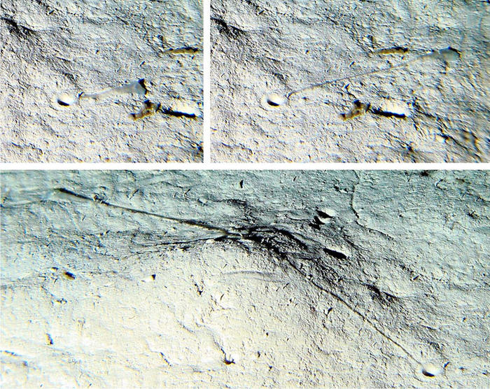 A montage of an echiuroid worm (spoon worm) feeding with its super long proboscis – this particular echiuroid worm itself is only a few centimetres long and sits in a small hole, while sticking out its enormously long feeding tube, which is highly mobile but cannot be retracted