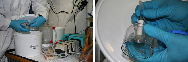 Left: Filtration set up for molecular analyses. Sample collection for RNA, after 96h incubation at high pCO<sub>2</sub>, using a pump (bottom right). The filtration step is stopped after 20-25 minutes to avoid rapid changes occurring in the microbial community at a gene level<br />Right: Sterivex column (0.2 µm filter) loaded with 1.0 L filtrate about to be flash-frozen in liquid nitrogen for storage in a -80°C freezer until it can be analysed back on shore