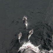 Dolphins in the bow-wave, from earlier in the cruise