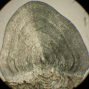 Salmon scale through a microscope (© Kirsteen MacKenzie, University of Southampton)