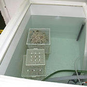 Some cold water corals installed in their new home, a “coral hotel”