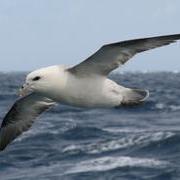 Bird at sea