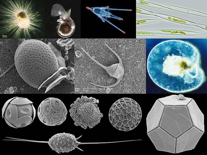 Just some of the microscopic life that we have encountered on this cruise (electron micrographs from Jeremy)