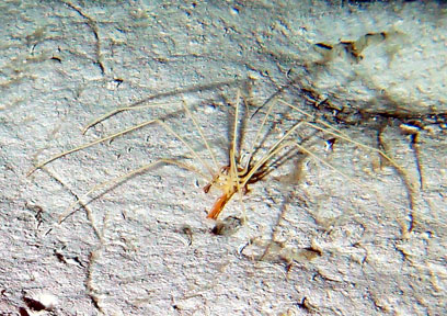 A large sea spider (Pycnogonid)