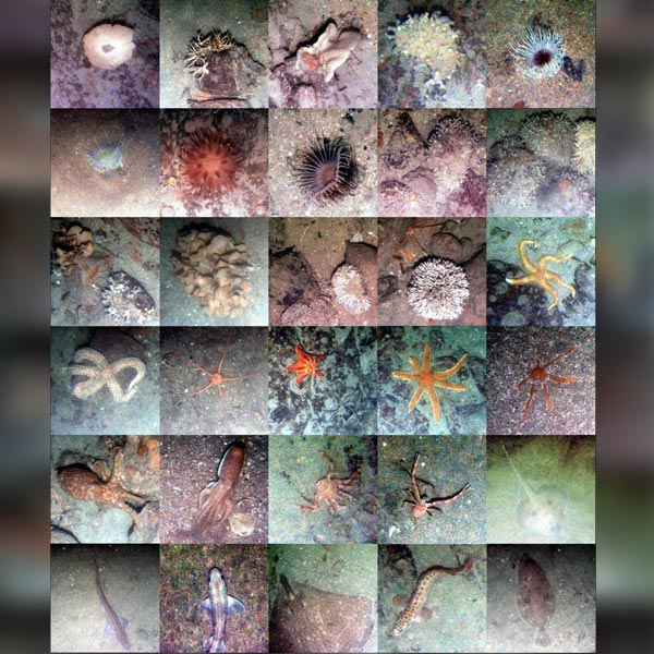 Image of a diverse variety of wildlife on the seabed.
