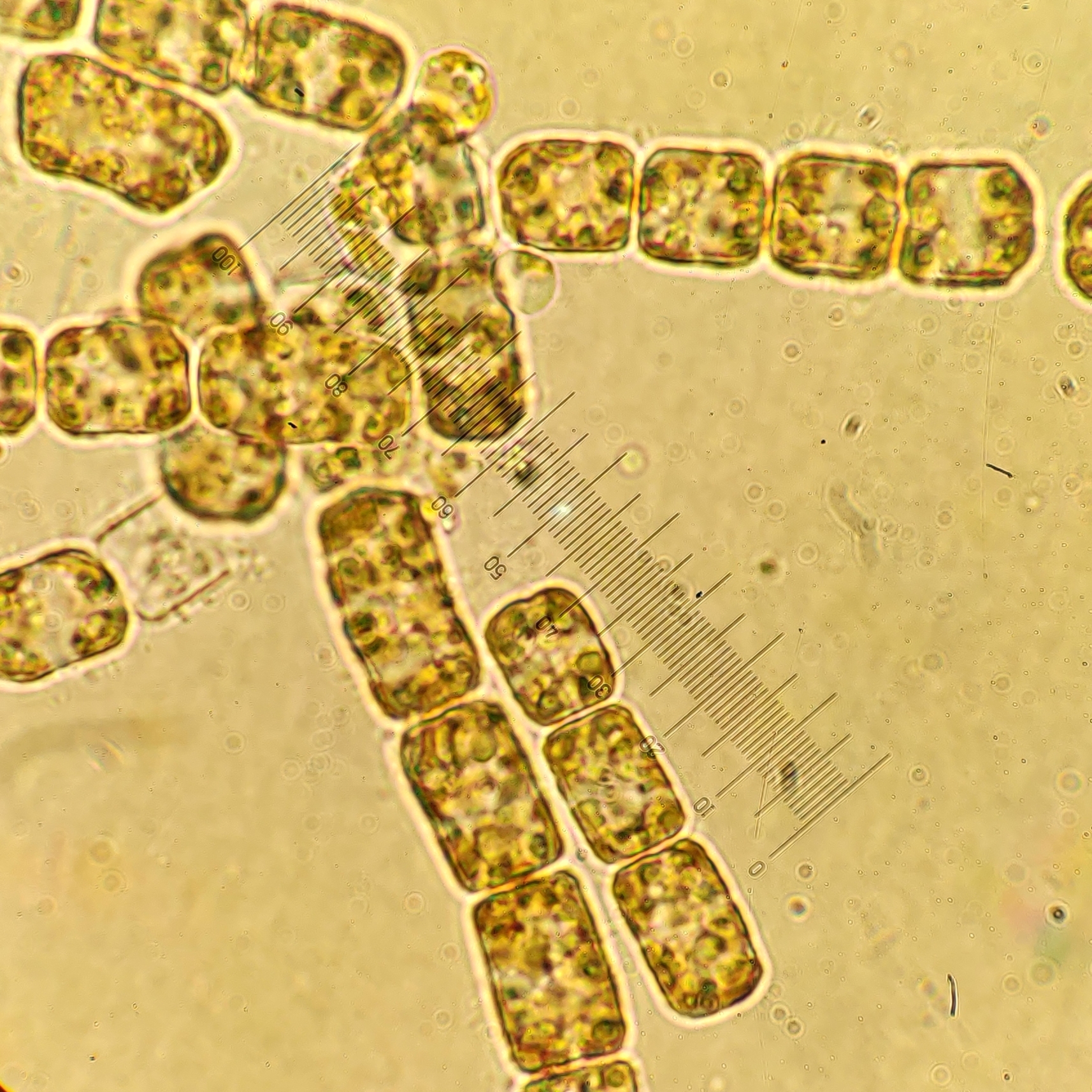 A diatom (Thalassiosira nordenskioeldi). Elena grows these in the lab for the BIOPOLE project
