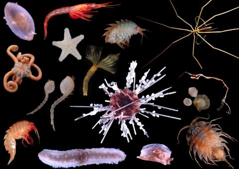 Marine Life Talk at NOC in Southampton | National Oceanography Centre