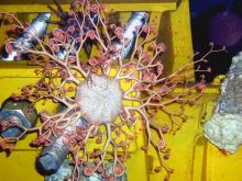 Basket star on an oil structure