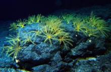 Both shallow and deep-sea habitats will be affected by climate change (credit: NOAA HURL Archives)