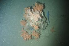 A healthy cold water coral mount