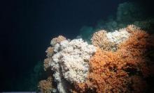 Image of rich cold-water coral reef in the Whittard Canyon area captured by the Isis ROV