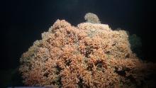 A cold-water coral reef of Desmophyllum pertusum at ca. 750 m water depth.