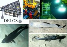 The DELOS project is well matched with the NOC’s deep-ocean observation programme.