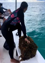 Sargassum bale photo