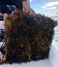 Fresh Sargassum bale photo