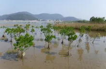 Typical mangroves in the study area.