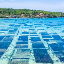 Tropical seagrass farm photo
