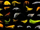  Biodiversity boost: 24 new deep-sea species discovered in major Pacific research
