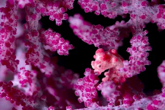 NOC Strategy 2025-35