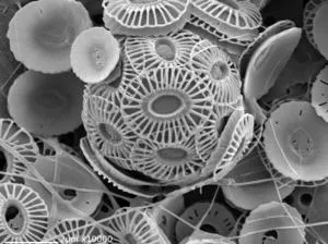 The coccolithophore species Emiliania huxleyi (credit: Alex Poulton, NOC)