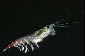 Antarctic krill (Euphausia superba) (courtesy of BAS)