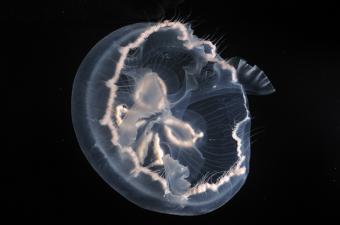 The Cebimar Moon Jellyfish, <em>Aurelia cebimarensis</em>.