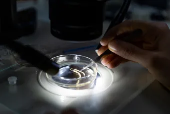 Studying Melinnopsis nathanieli