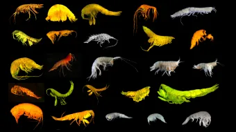 24 new species of amphipod have been identified