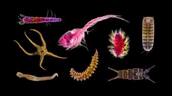 A selection of abyssal species. Image provided by the International Seabed Authority