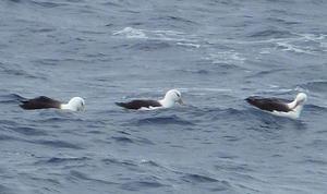 Black-browed albatrosses off the stern of the RRS James Cook