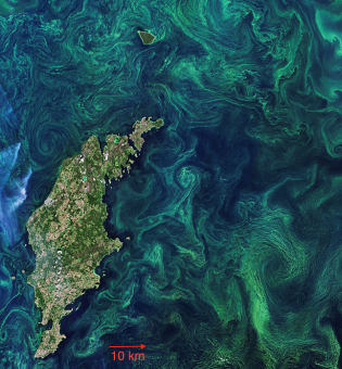 Algae bloom in Baltic Sea, July 2019 Copernicus Sentinel-2 Credits: ESA CC BY-SA 3.0 IGO