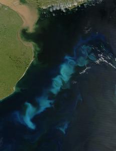 Phytoplankton bloom in western South Atlantic Ocean (credit: NASA)