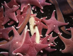 Seastars and giant ribbon worms at McMurdo Sound, Antarctica, 32 metres depth (photo by R. B. Aronson)