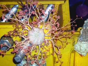 Basket star on an oil structure